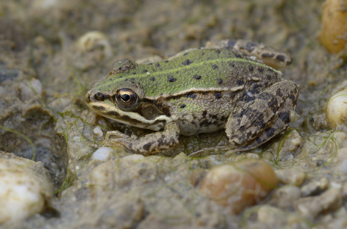 Rana da Identificare - Pelophylax sp., (prov. Cuneo)